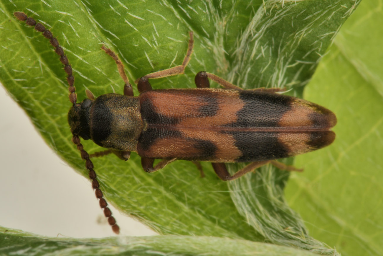 Melandryidae: Hypulus quercinus?  Sì !